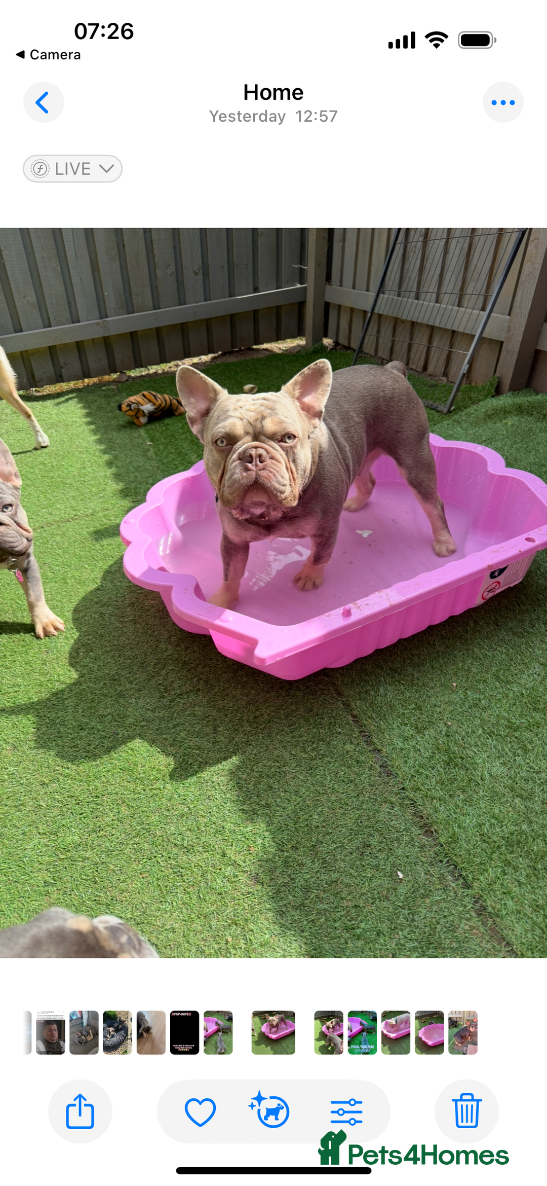 French Bulldog dogs for stud: Stunning Isabella & Tan boy fluffy L4 for Stud in Dundee - Image 7