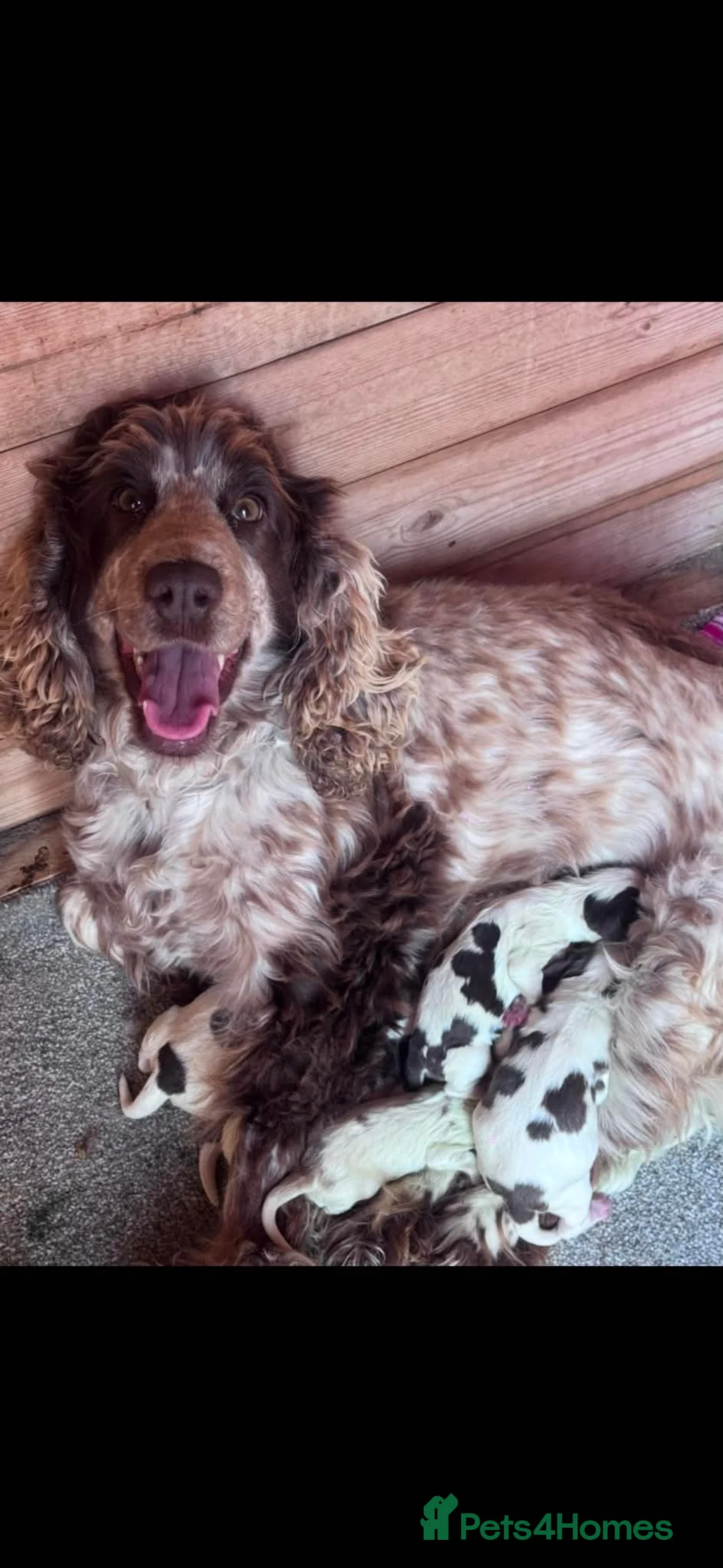 Cocker Spaniel dogs for sale: Stunning show type cocker spaniel boys  in Newark - Advert 6