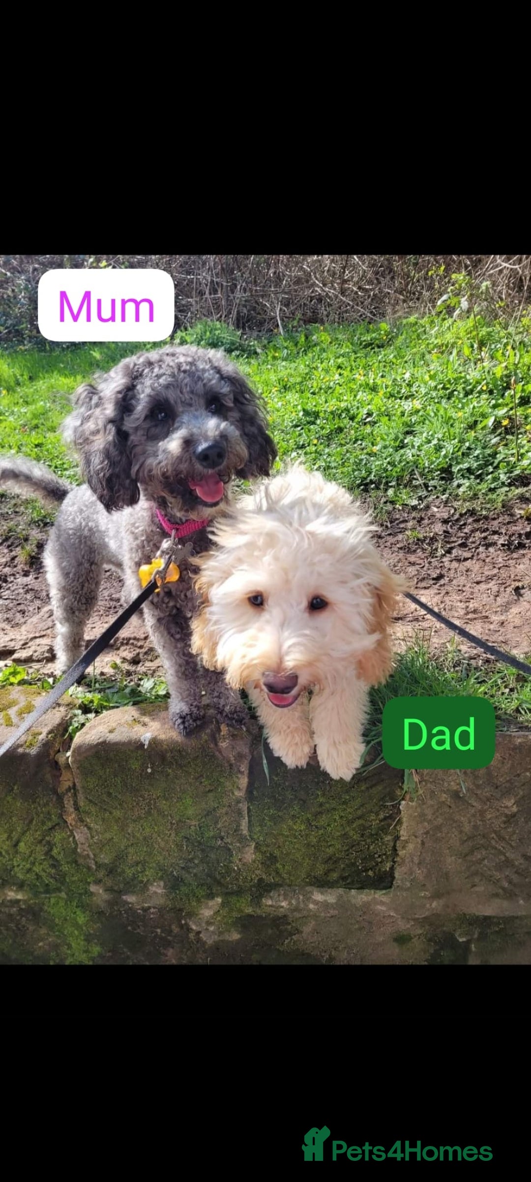 Cockapoo dogs Cockapoo puppies 💝  - Advert 1