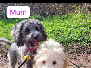 Cockapoo dogs Cockapoo puppies 💝 - Advert 1