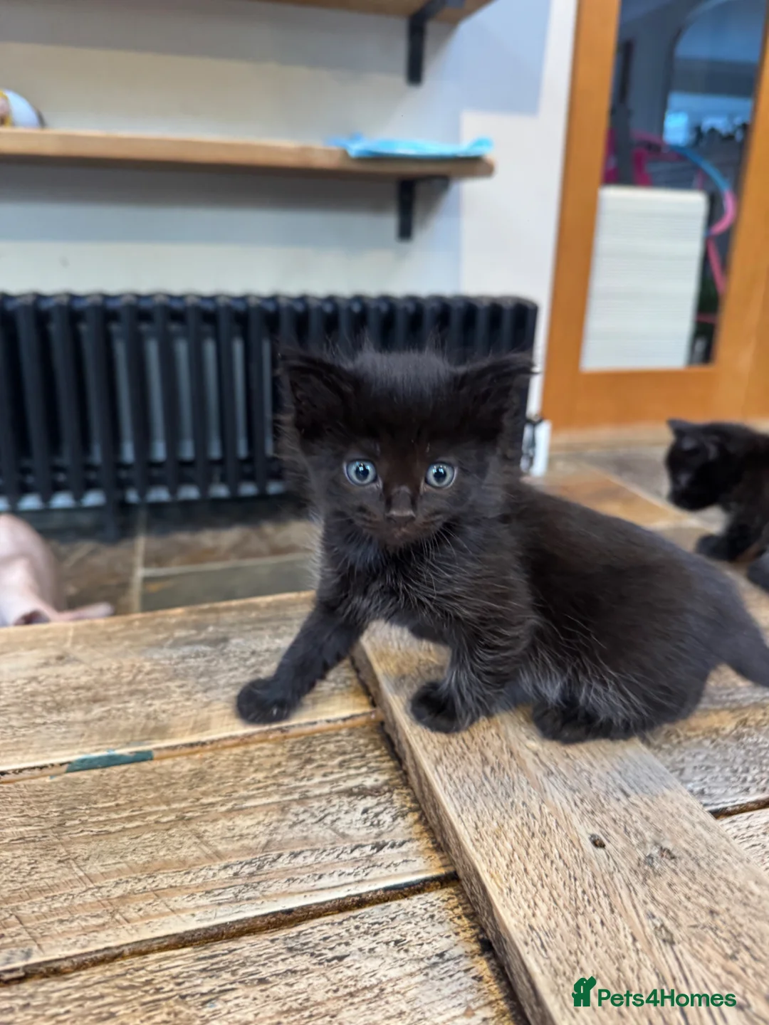 Mixed Breed cats for sale: ✨ Black kittens ✨ - Advert 7