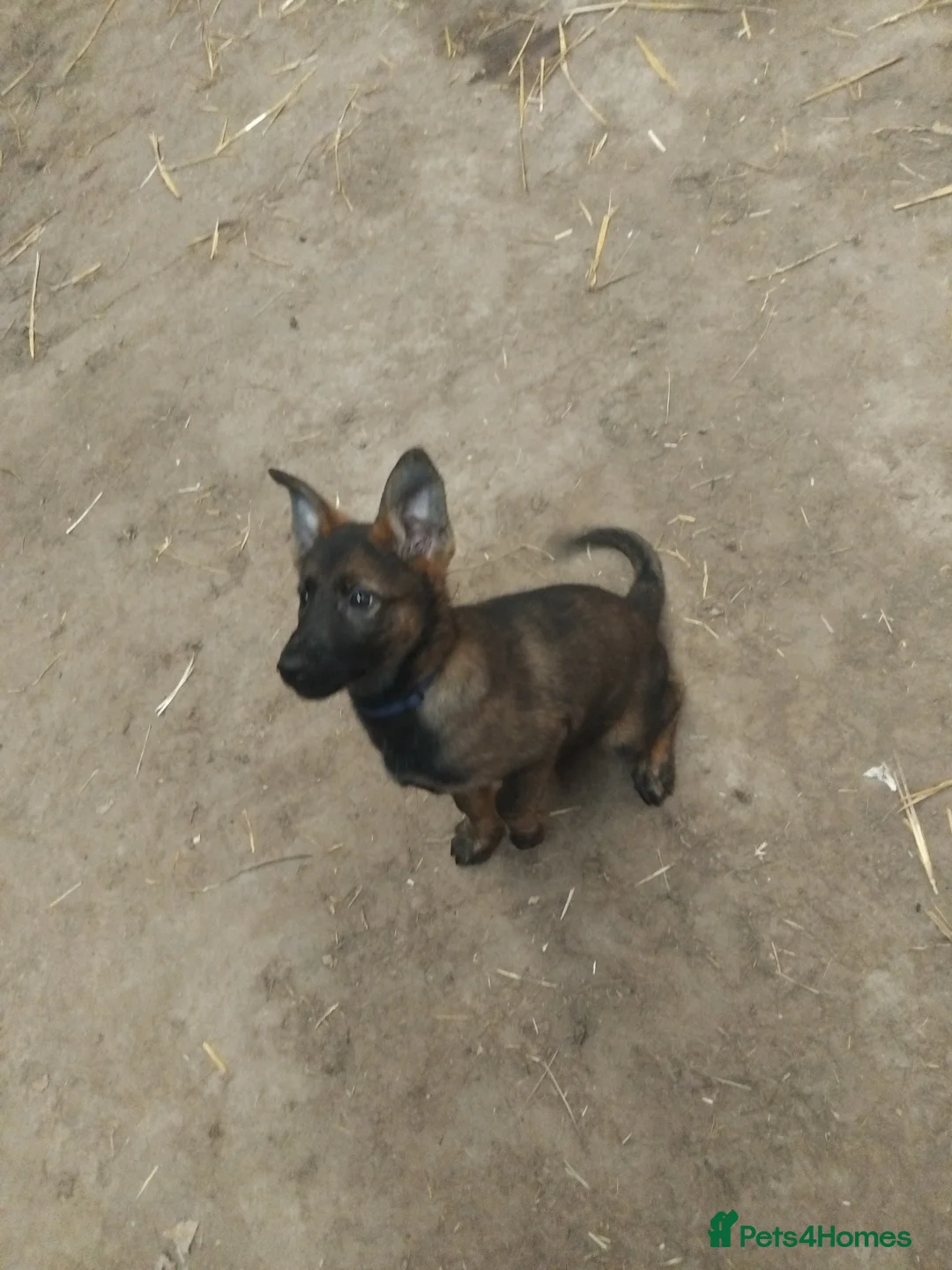 German Shepherd dogs for sale: German shepherd Czech line pups kc registered  - Advert 2