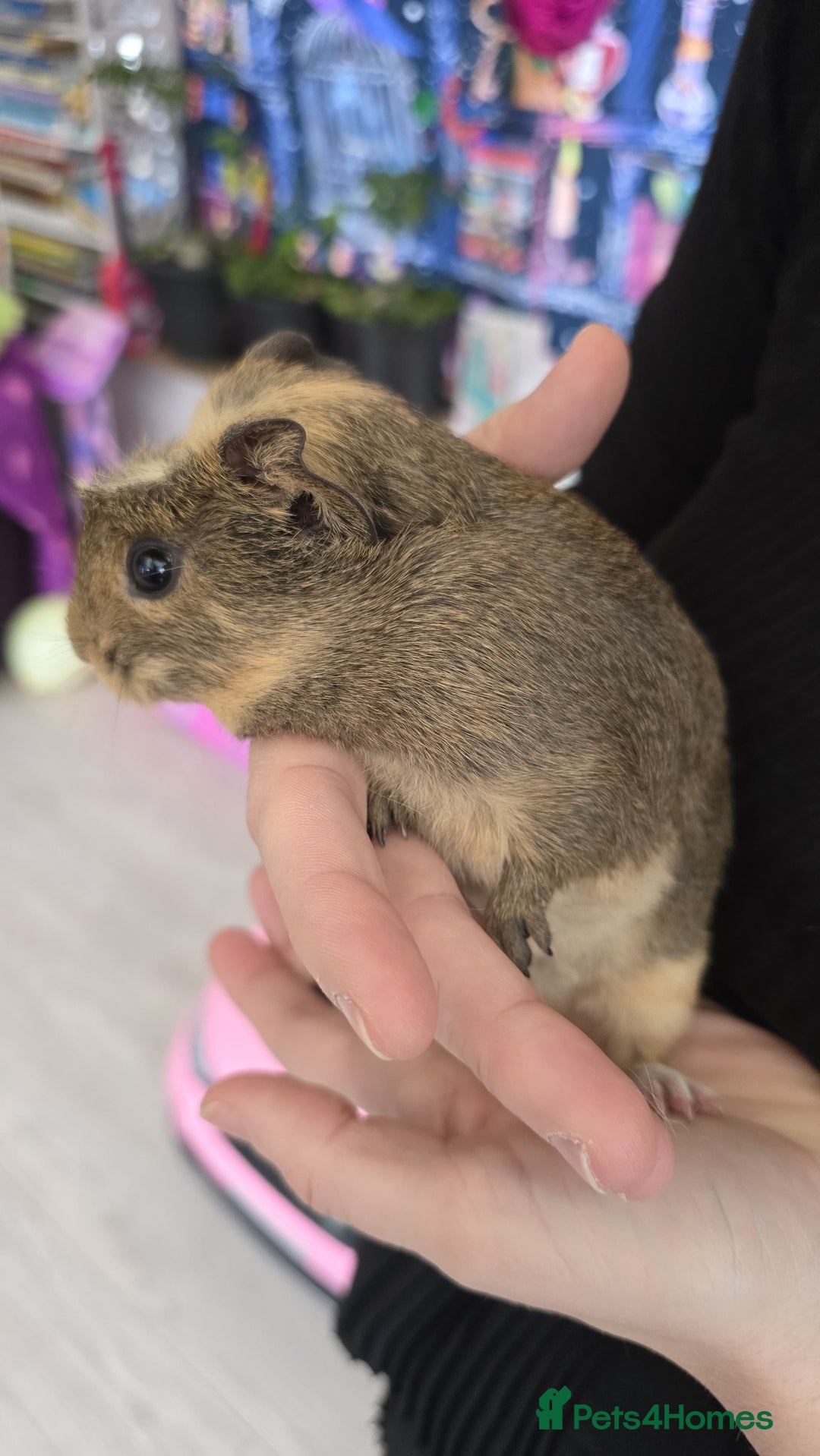 Guinea Pig rodents for sale: 5 Gorgeous MALE guineapigs for sale - Image 3