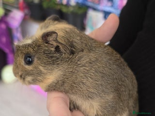 Guinea Pig rodents - Advert 16