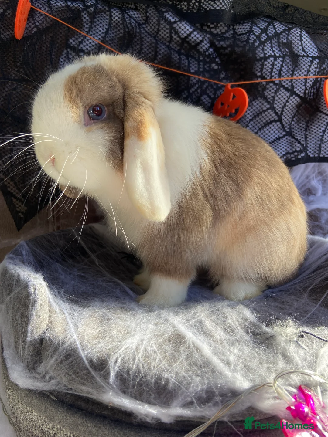 Mini Lop rabbits for sale: Mini Lop Rabbits Waitlist 2026 - Advert 18