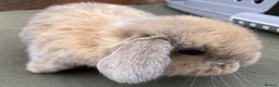 Mini Lop rabbits for sale: STUNNING PURE BRED MINI LOPS MUST SEE - Advert 20