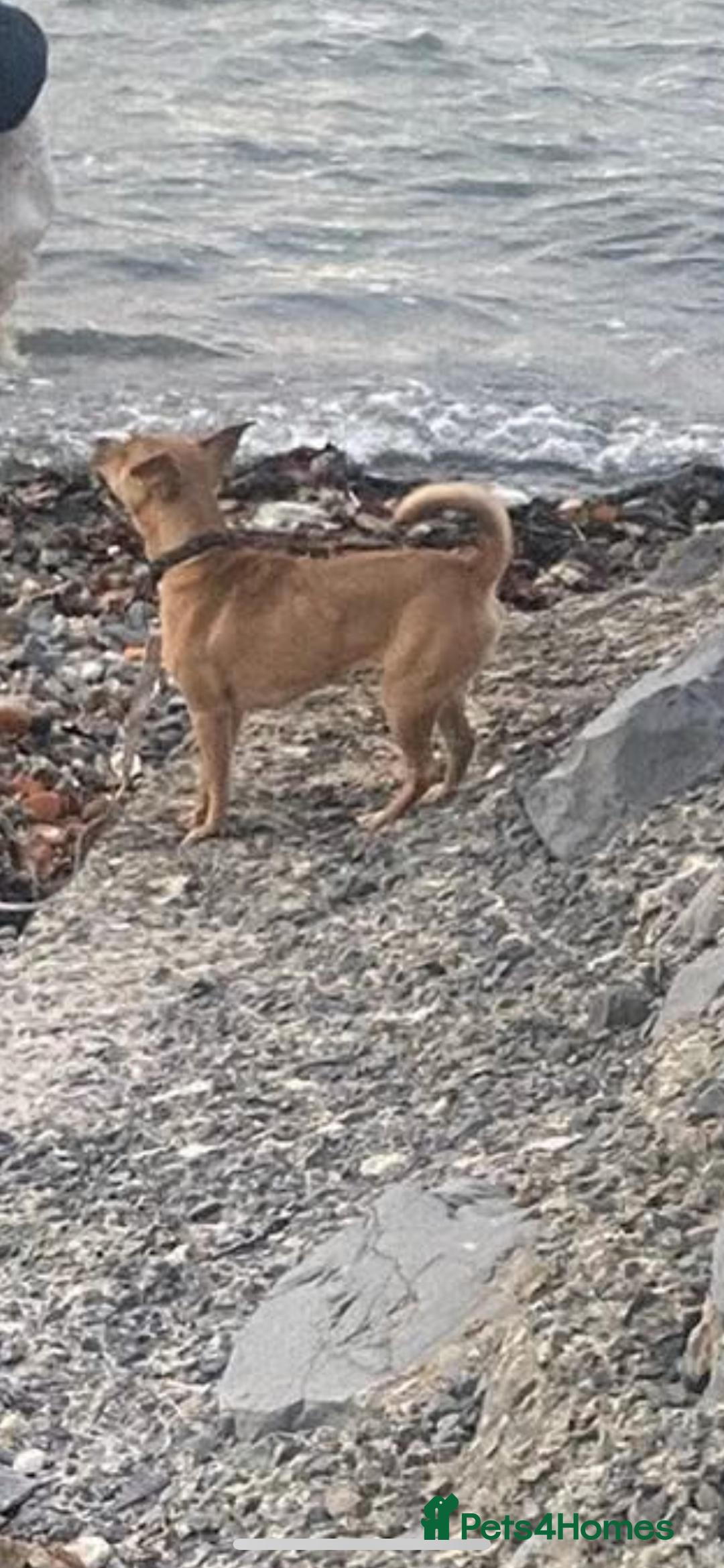 Jack Russell dogs for sale: 1 year old jack Russell  - Advert 3