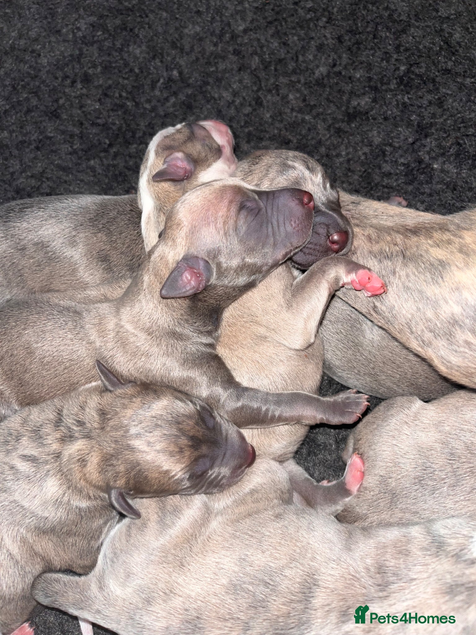 Whippet dogs KC Whippets Waitlist - Advert 6