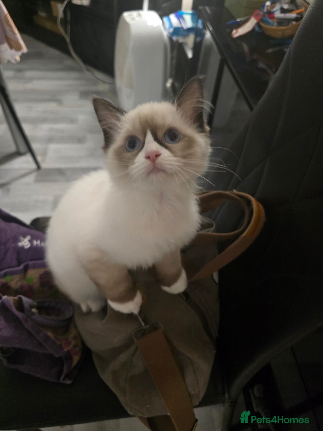 Ragdoll cats for sale: Gccf registered little Queens available 🥰 - Advert 4