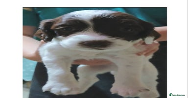 Sprocker dogs - Advert 7