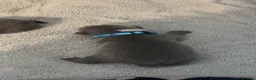 Staffordshire Bull Terrier dogs for sale: Beautiful litter of 6 KC Reg blue SBT PUPS - Advert 22