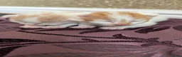 Mixed Breed cats for sale: £40 each or 2 for £70 - read description :) in Liverpool - Advert 7