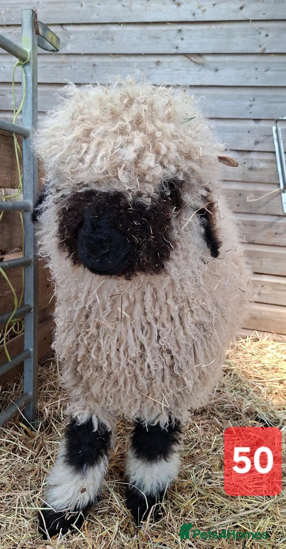 Sheep livestock Valais Blacknose Sheep, Lambs ewes & wethers - Advert 1