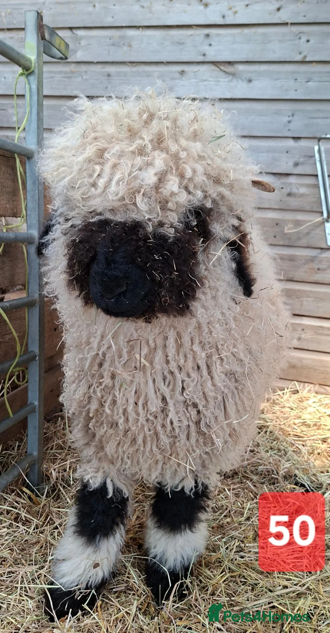 Sheep livestock for sale: Valais Blacknose Sheep, Lambs ewes & wethers - Advert 1