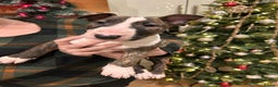English Bull Terrier dogs for sale: Chunky english bull terriers for sale - Advert 10