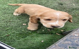 Cocker Spaniel dogs for sale: Beautiful show type cocker spaniels  in York - Image 11