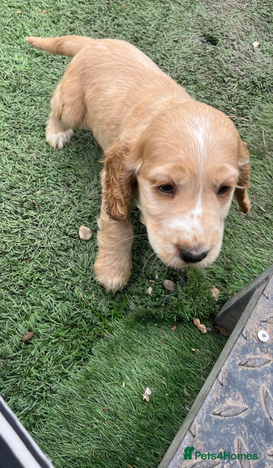 Cocker Spaniel dogs for sale: Beautiful show type cocker spaniels  in York - Image 11