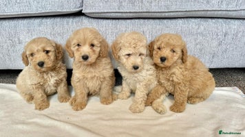 Coton De Tulear dogs - Advert 1