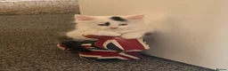 Domestic Shorthair cats for sale: Beautiful kittens for sale  in Pontefract - Advert 8