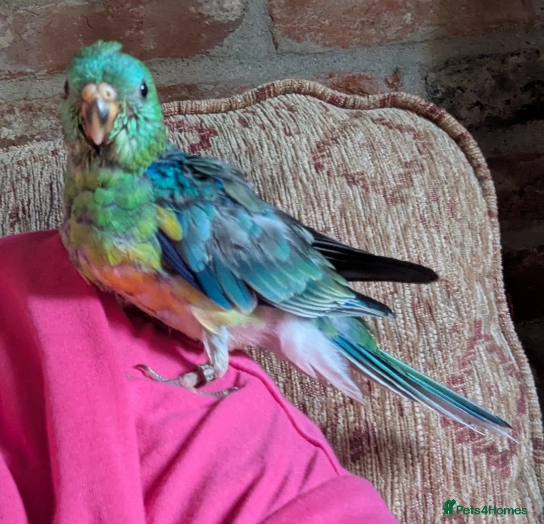 Parakeets birds for sale: Hand reared Red Rump parakeet. in Fakenham - Image 3