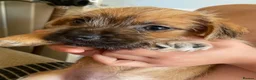 Mixed Breed dogs for sale: READY NOW….. Jack Russell beautiful litter of boys - Advert 8