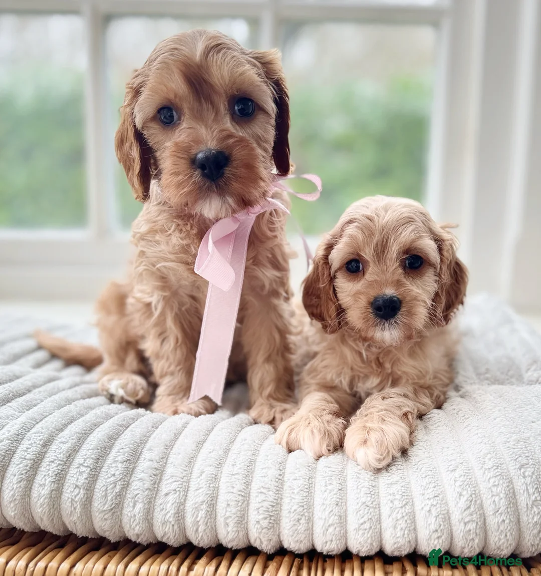 Cavapoo dogs for sale: Stunning F2 cavapoo health tested - Advert 8