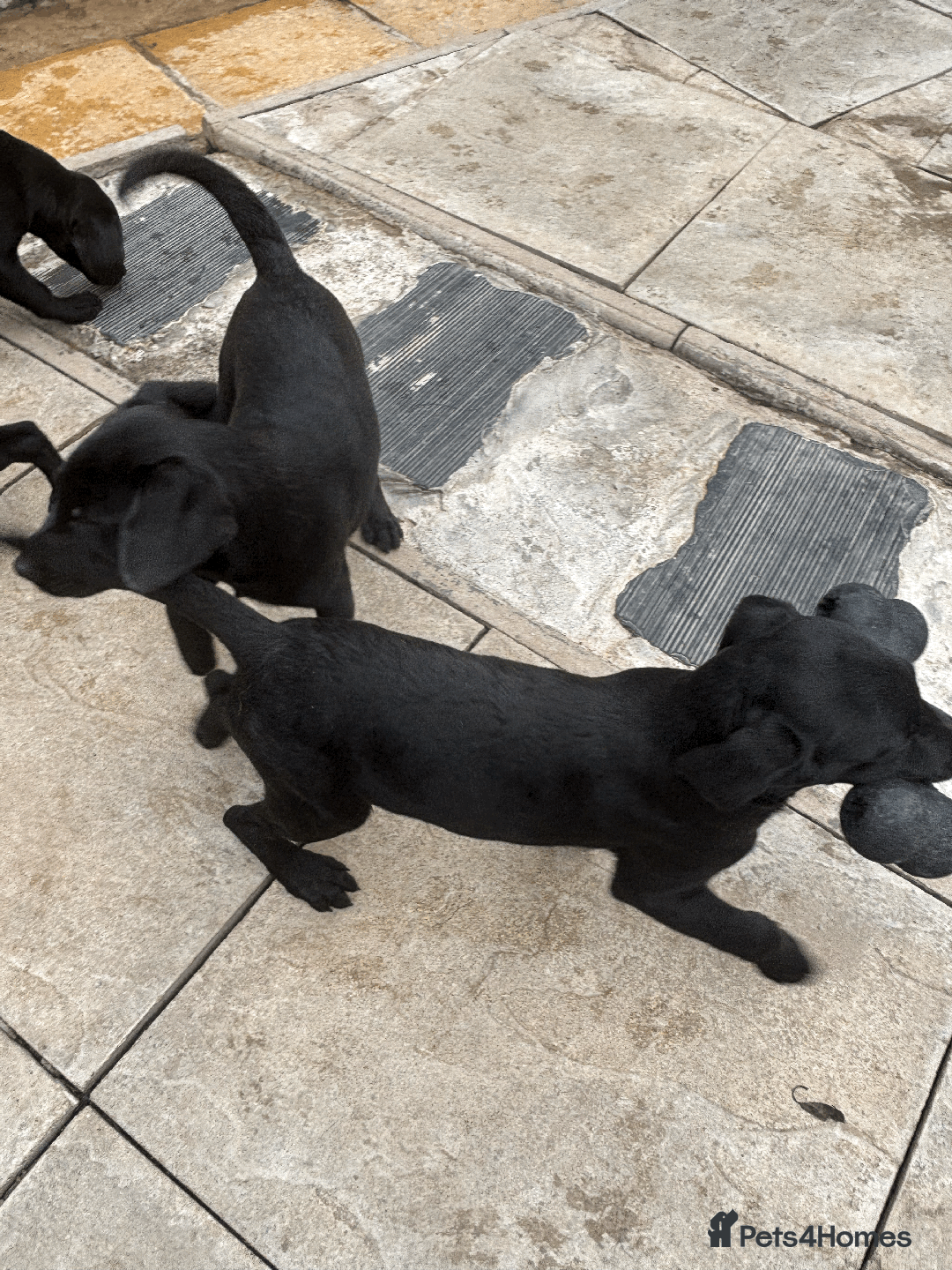 Labrador Retriever dogs for sale: Beautiful Labrador Puppies (3 boys 2 girls) in Wishaw - Image 18