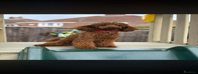 Pablo