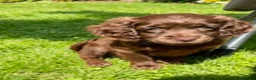 Cavapoo dogs for sale: Exquisite Merle F1b cavapoo puppies for sale  - Advert 11