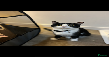 British Shorthair cats - Advert 11