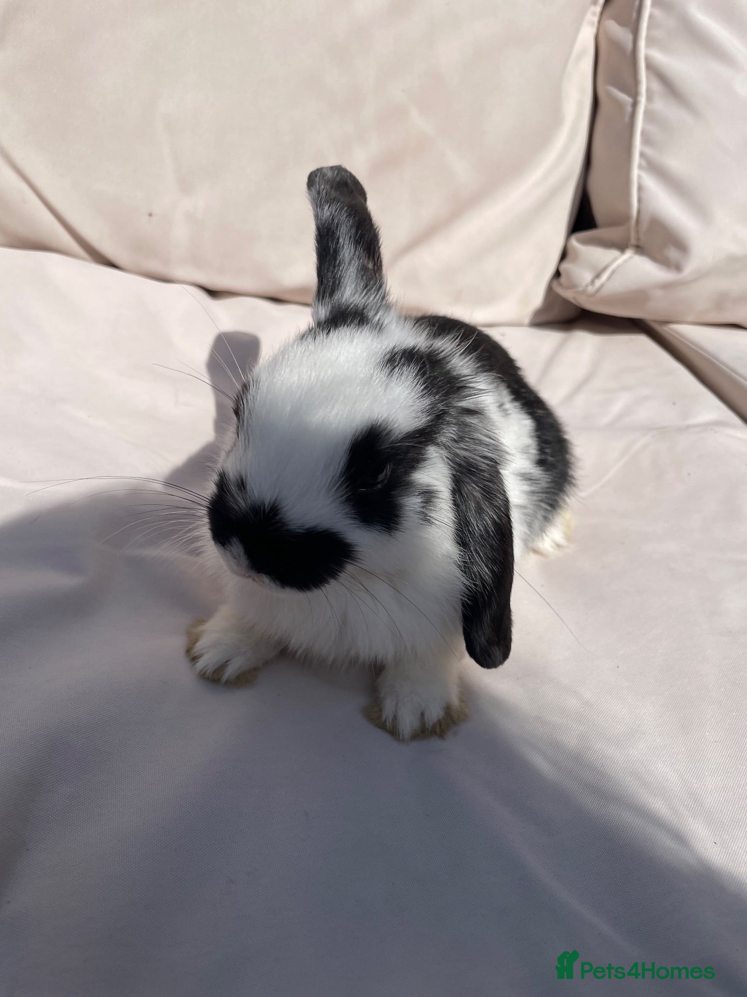Mini Lop rabbits Mini lop rabbits - Advert 11