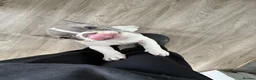 French Bulldog dogs for sale: French bull dog puppy. 10 weeks. ready now in Birkenhead - Advert 8