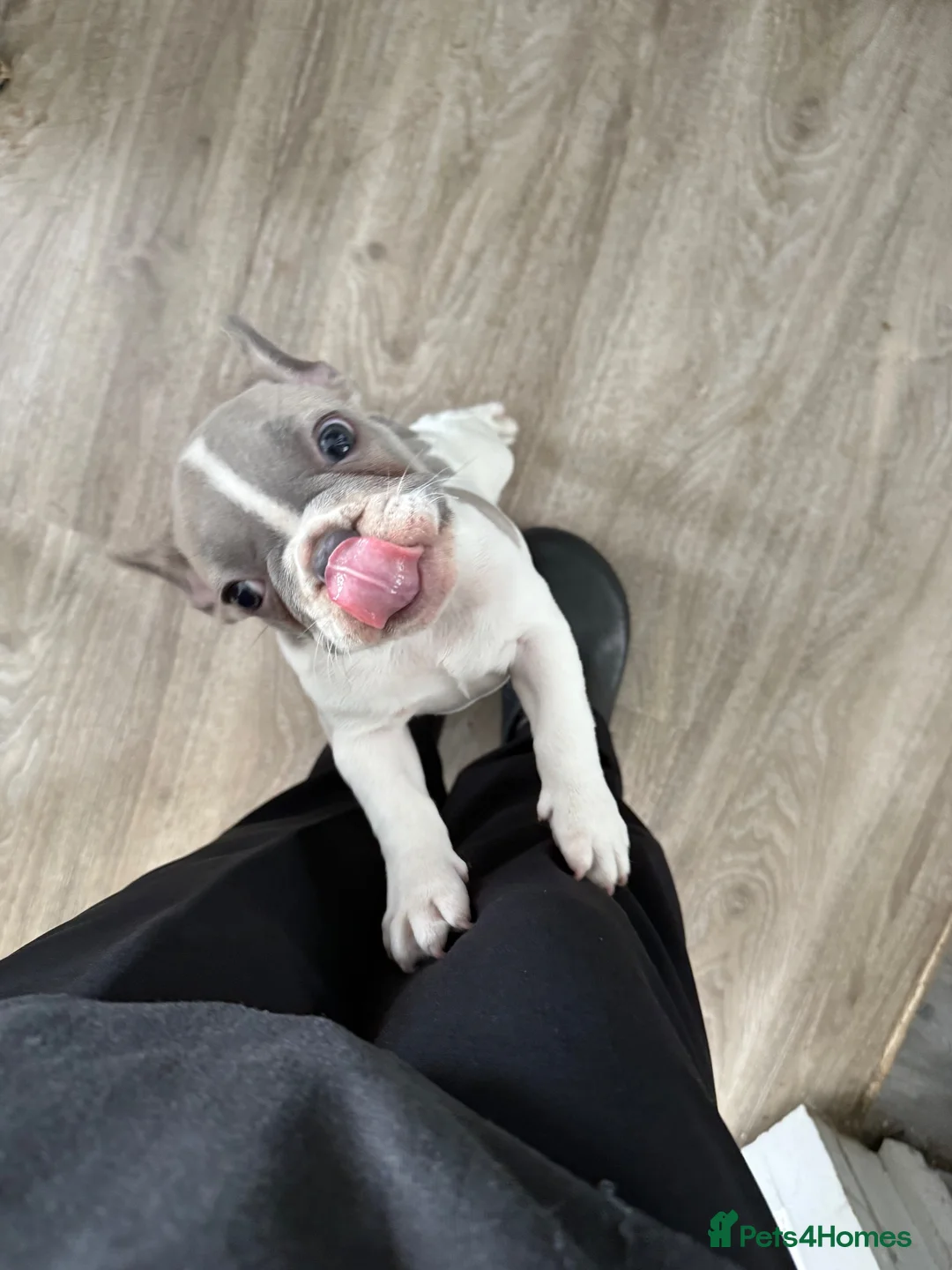 French Bulldog dogs for sale: French bull dog puppy. 10 weeks. ready now in Birkenhead - Advert 8