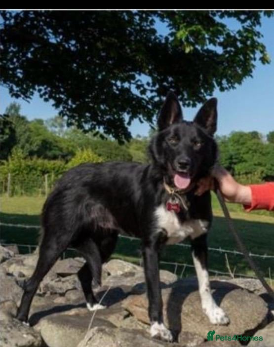 Border Collie dogs 1 year old Border Collies - Advert 1