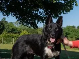 Border Collie dogs 1 year old Border Collies - Advert 11