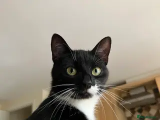 British Shorthair cats 4 YO Female Cat Looking for a Loving New Home - Advert 2