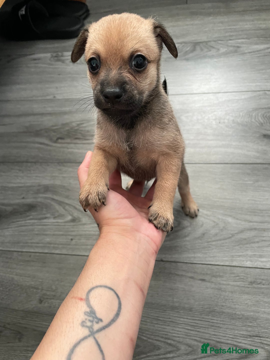 Miniature Pinscher dogs for sale: Miniature pinscher puppys - Advert 5