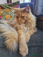 Maine Coon cats - Advert 4