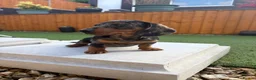 Miniature Dachshund dogs for sale: Miniature dachshund puppies - Advert 7
