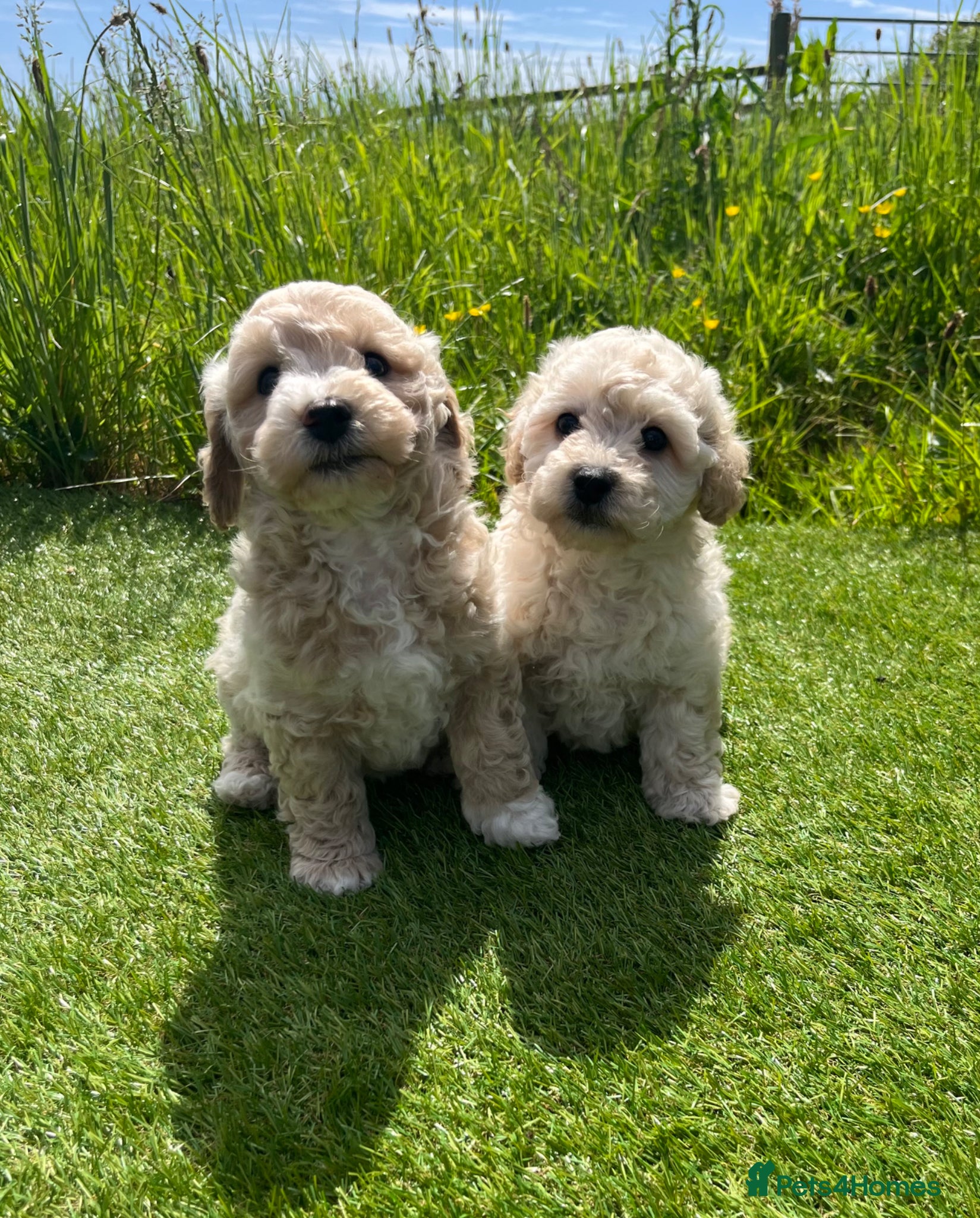 Poochon dogs Poochon Puppies F1  - Advert 1