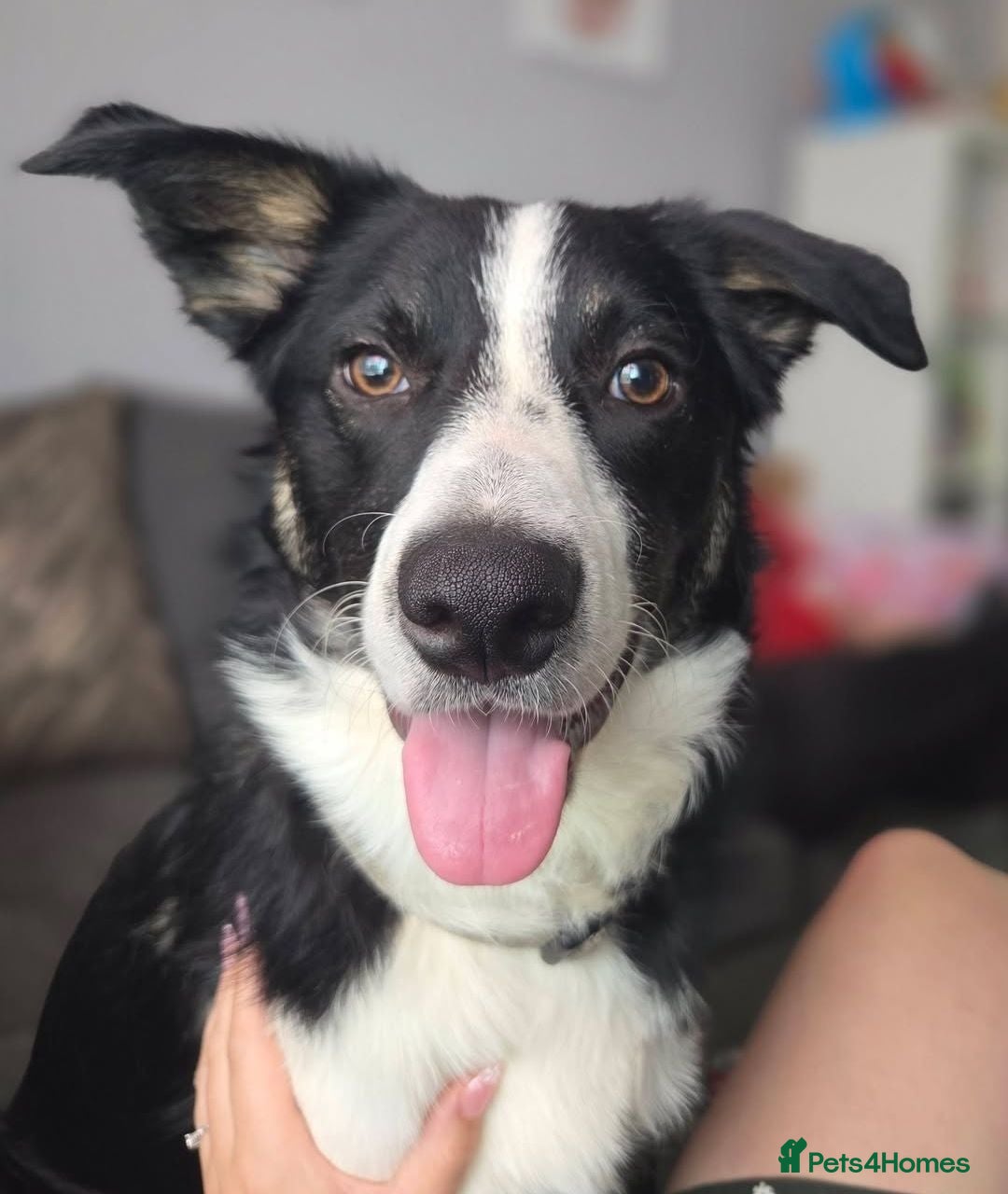 Border Collie dogs 10 month old male border collie  - Advert 1