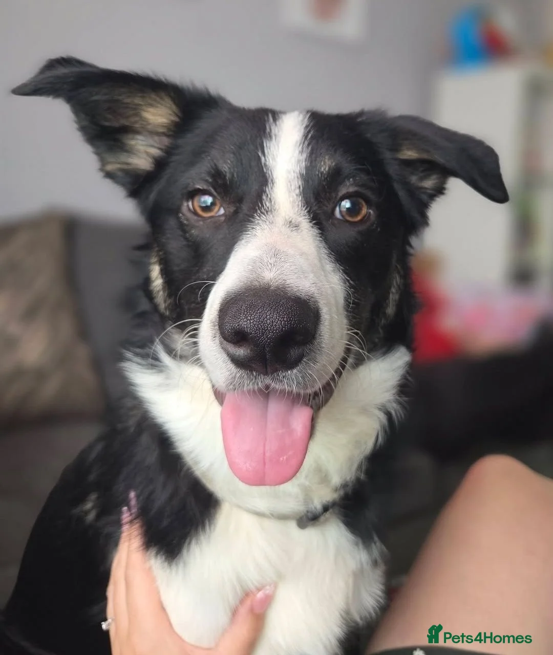 Border Collie dogs for sale: 10 month old male border collie  in Nottingham - Advert 1