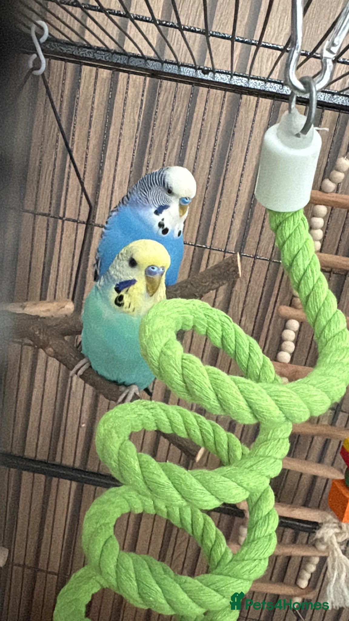 Budgerigars birds 2 male budgies for sale without or with cage - Advert 12