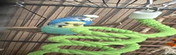 Budgerigars birds for sale: 2 male budgies for sale without or with cage in Colne - Advert 1