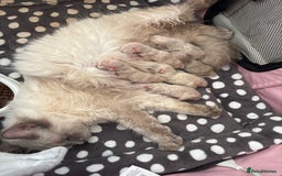 Ragdoll cats for sale: 4 male blue point ragdolls - Image 14