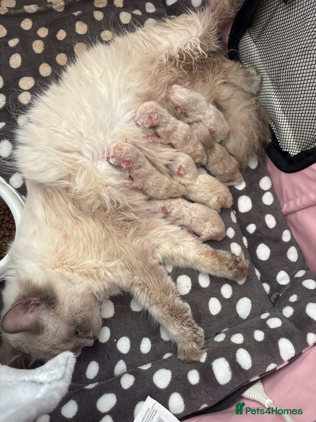 Ragdoll cats for sale: 4 male blue point ragdolls - Image 14