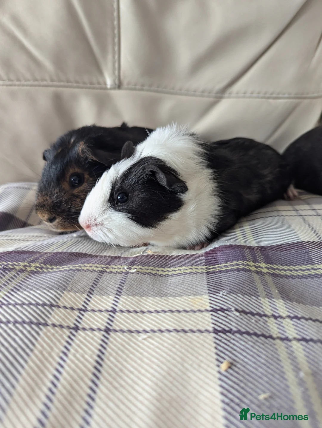 Guinea Pig rodents for sale: Baby boy guinea pigs - Advert 3