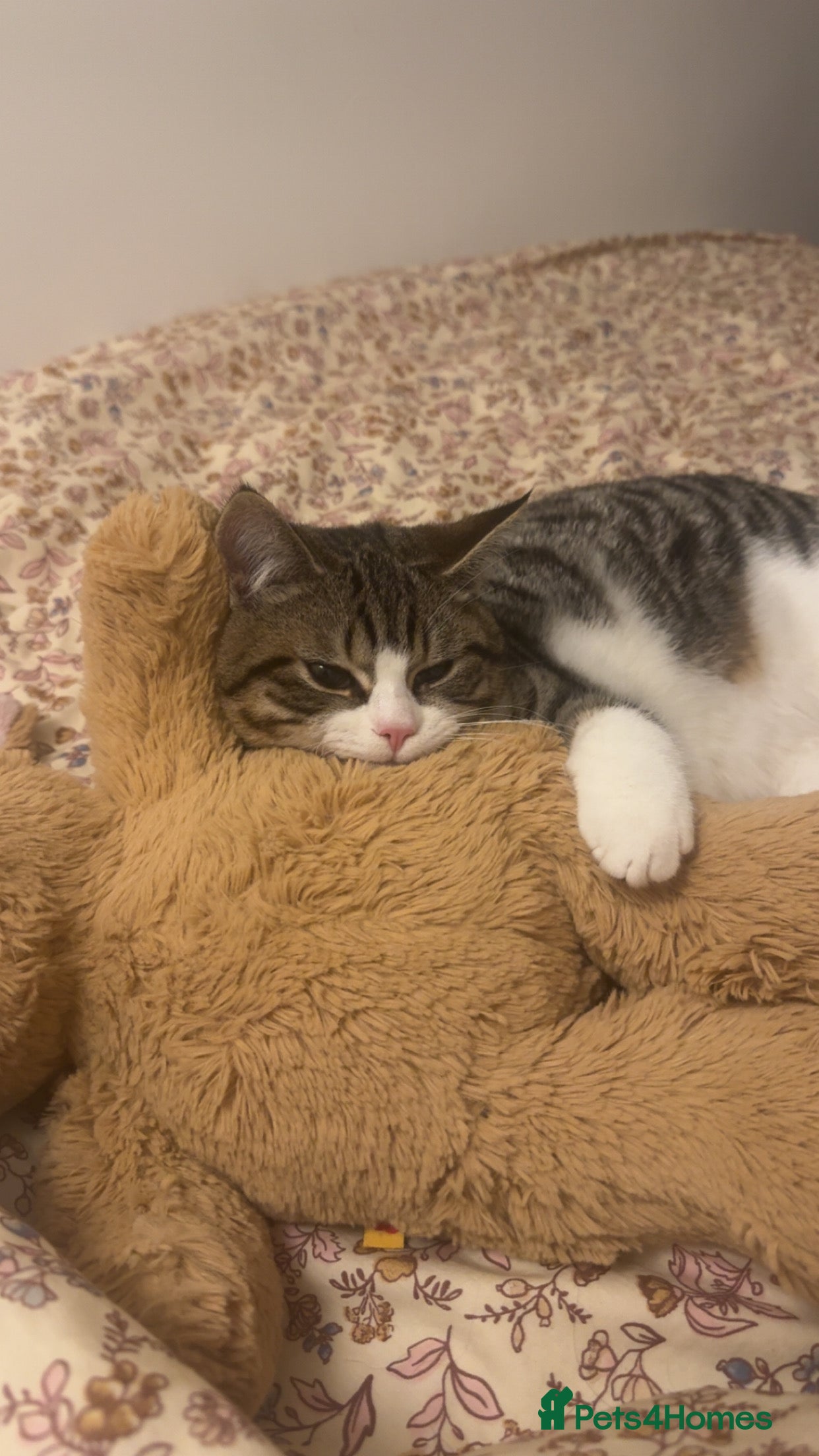 Mixed Breed cats Male DSH Calico  - Advert 1