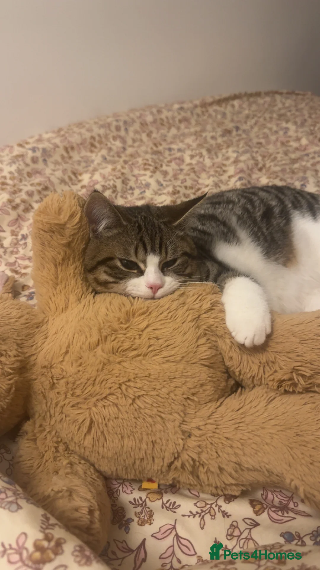 Mixed Breed cats for stud: Male DSH Calico  - Advert 1