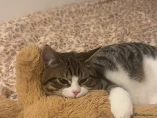 Mixed Breed cats Male DSH Calico - Advert 1